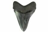 4.09" Fossil Megalodon Tooth - South Carolina - #130829-1